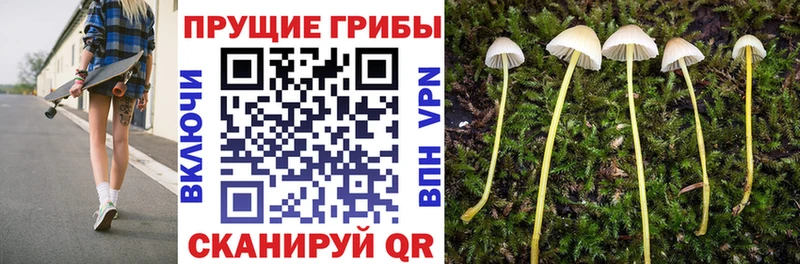 darknet наркотические препараты  Киров  ОМГ ОМГ ССЫЛКА  Галлюциногенные грибы Cubensis  сколько стоит 